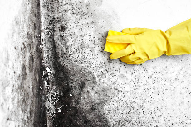 Best Post-Construction Mold Inspection  in Justice, IL