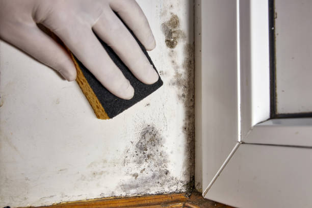 Best Crawl Space Mold Remediation  in Justice, IL